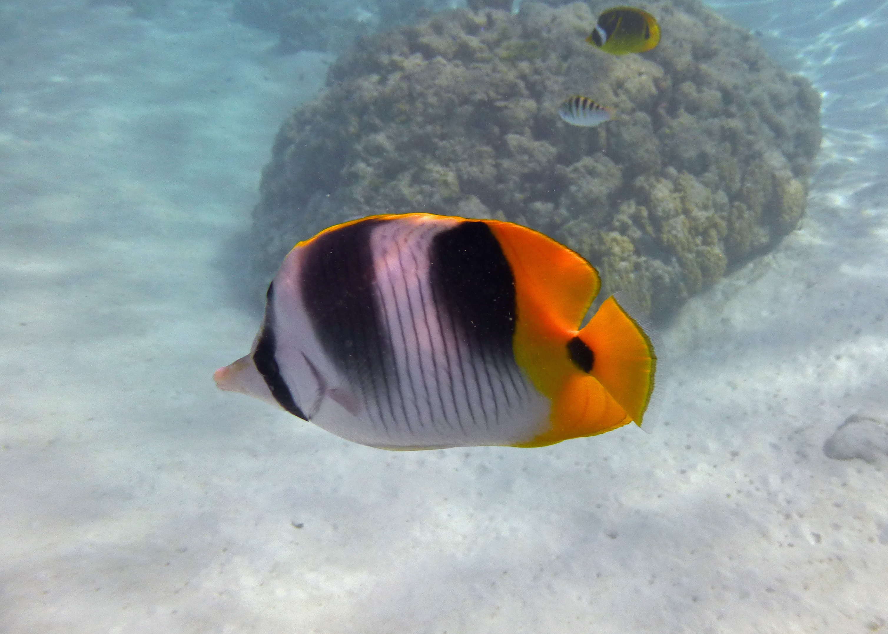 Pacific double saddle butterflyfish, Mo'orea, French Polynesia 2024.